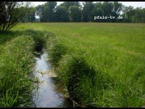 Youtube: Hör Bilder - Naturgeräusche - Grillen zirpen auf einer Wiese - Sounds of Nature