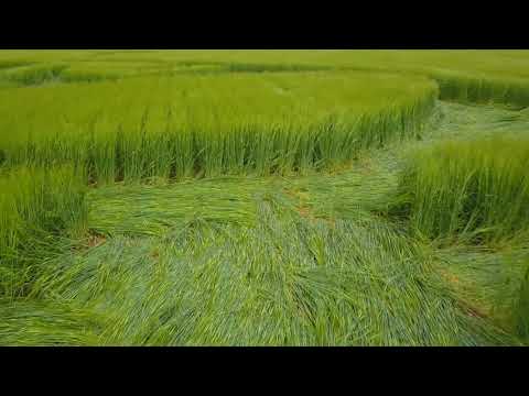 Youtube: Winterbourne Stoke Down CROP CIRCLE 17.6.2018 4K