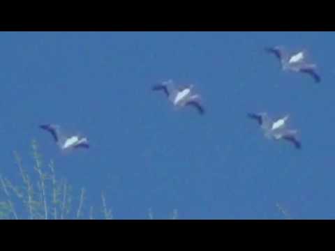 Youtube: Fake Birds  Vogel Drohnen?  Ein Schwarm unechter Pelikane  hologram sky  Hologramme am Himmel?