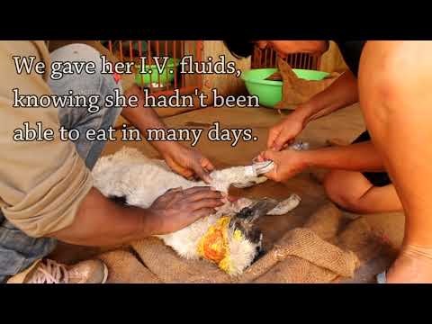 Youtube: Abused dog rescued just in time, now she's safe forever.