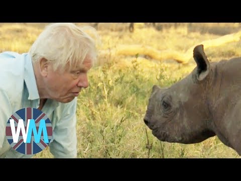 Youtube: Top 10 David Attenborough Moments