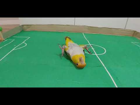 Youtube: Neymar rolling- Parrot version/ Papuga symuluje jak Neymar