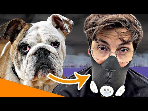 Youtube: So ist es WIRKLICH wie eine Bulldogge zu atmen!