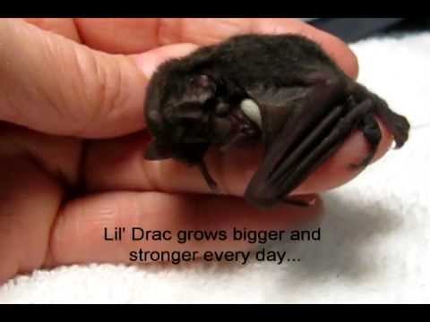 Youtube: This Cute Baby Bat is Amazing...