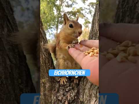 Youtube: Das Eichhörnchen: Waldretter mit Hirn-Update und Höhenfreigabe.