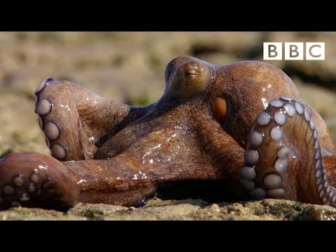 Youtube: The Incredible octopus that can walk on dry land | The Hunt - BBC