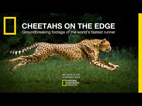 Youtube: Cheetahs on the Edge — Director's Cut | National Geographic