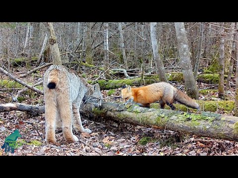 Youtube: A special log in the middle of a remote boreal forest
