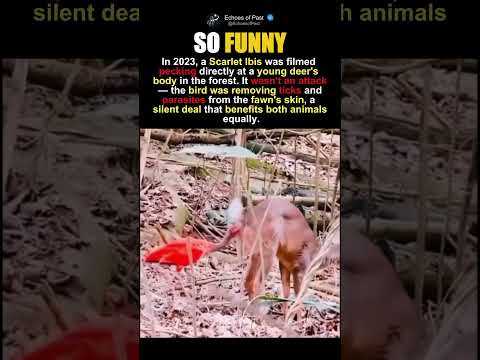 Youtube: The Bird That Cleans What The Deer Can't Reach