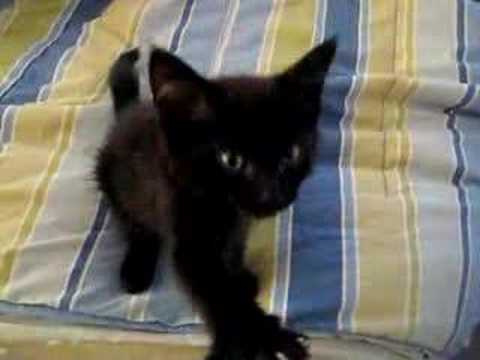 Youtube: Kitty Squack