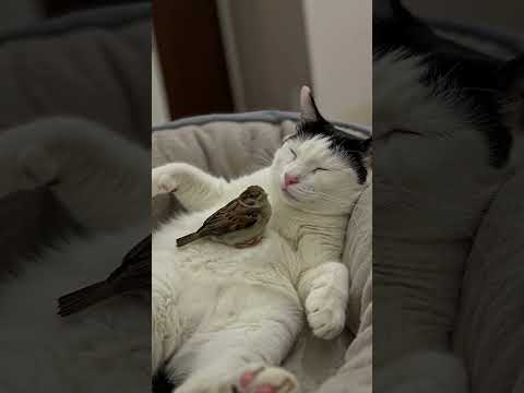 Youtube: Cat Raises a Sparrow Chick and They Live Together in Harmony