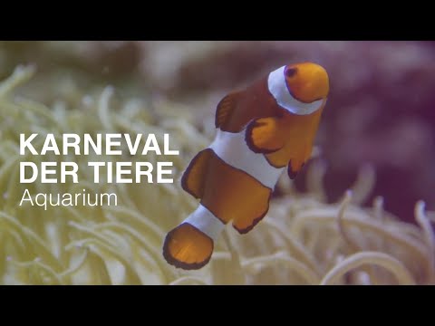 Youtube: Saint Saëns 🐟AQUARIUM🐠 Karneval der Tiere 🎻🎹 NATURE & CLASSICS - Best of Klassik die man hören muss