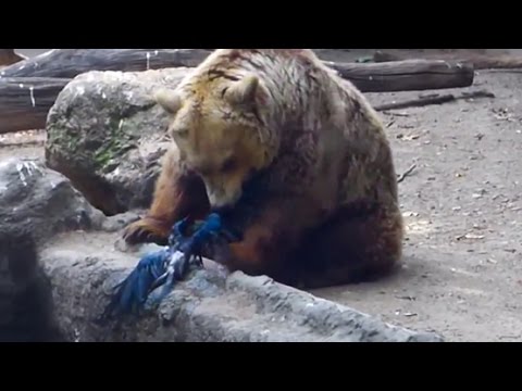 Youtube: BEAR SAVES CROW FROM DROWNING