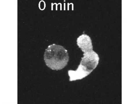 Youtube: HIV virus infection of CD4+ T cells by means of Jurkat cells