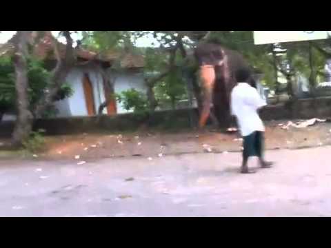Youtube: Elefant hat Vorfahrt