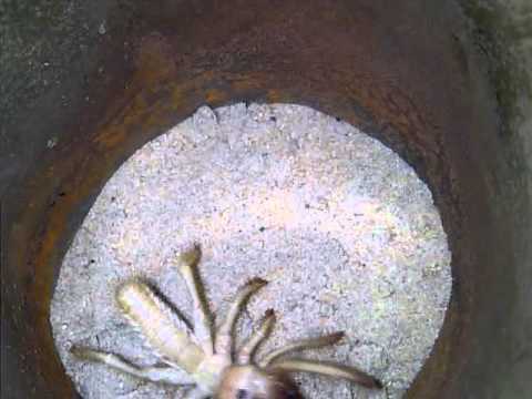 Youtube: عنكبوت الجمل  Camel spider