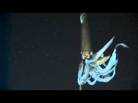 Youtube: Scientists film giant squid in its natural habitat