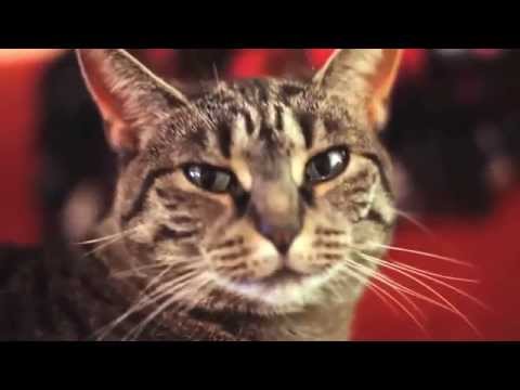 Youtube: Metal Cat