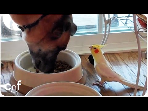 Youtube: Bird Sings to Dog During Lunch Time Meal
