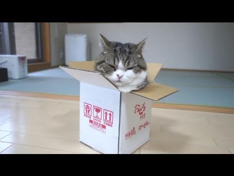 Youtube: 箱とねこ８。-A box and Maru 8.-