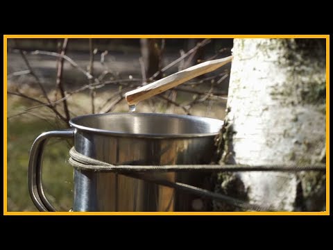 Youtube: Birkensaft zapfen - Outdoor Bushcraft Deutschland