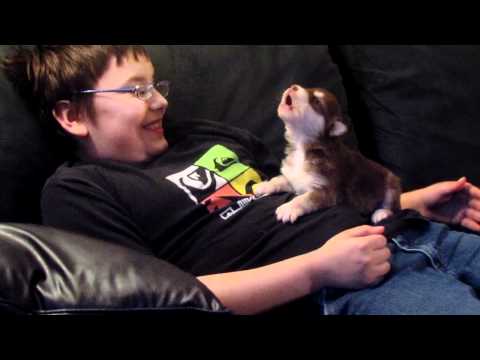 Youtube: Belka(Alaskan Malamute/Siberian Husky),our 20 day old pup howling