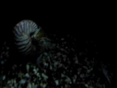 Youtube: Nautilus swimming