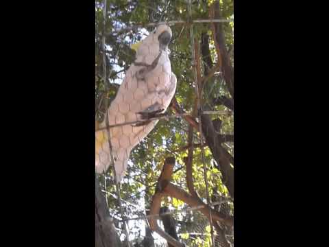 Youtube: Coco der gutelaune Vogel