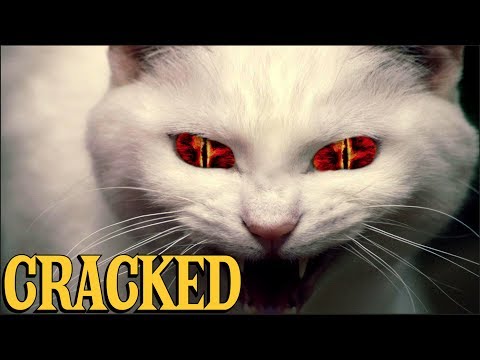Youtube: 6 Scientific Findings That Prove Cats Are Evil