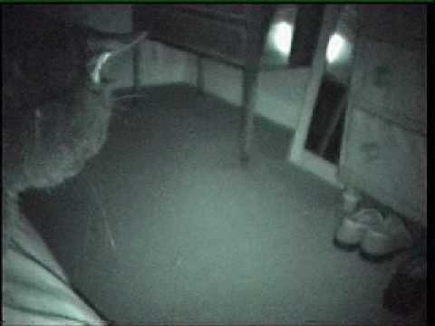 Youtube: CATS, ORBS, AND THE PARANORMAL