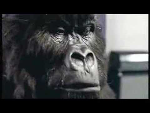 Youtube: Cadbury's Gorilla Advert Aug 31st 2007
