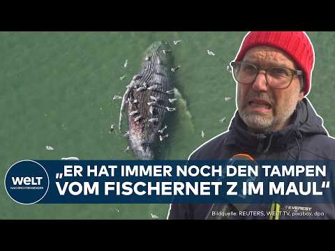 Youtube: WAL-DRAMA: "Was hat dem Tier gefehlt?" Mehrere Gerichtsverfahren nach dem Tod von Timmy!