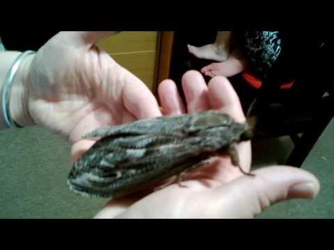 Youtube: Giant Moth