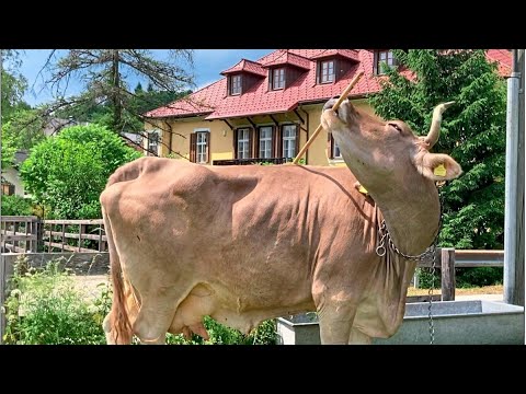 Youtube: Besengebrauch: Kuh-Veronika aus Kärnten fasziniert weltweit