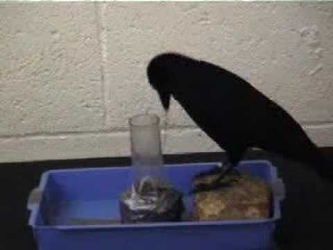 Youtube: Tool-Making Crows