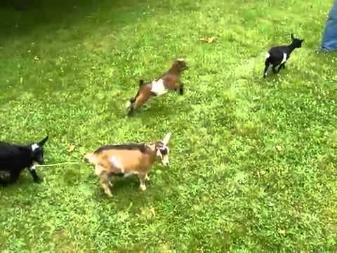 Youtube: Kleine Ziege die etwas hyperaktive ist!!  #1 Part  lustige Videos