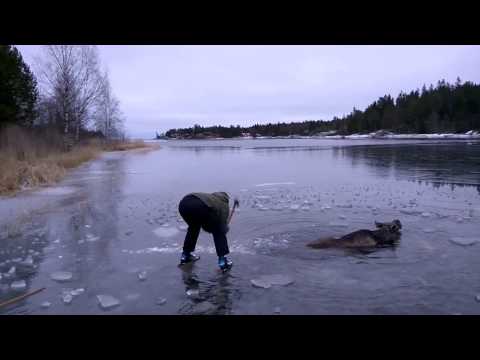 Youtube: Älg i vak