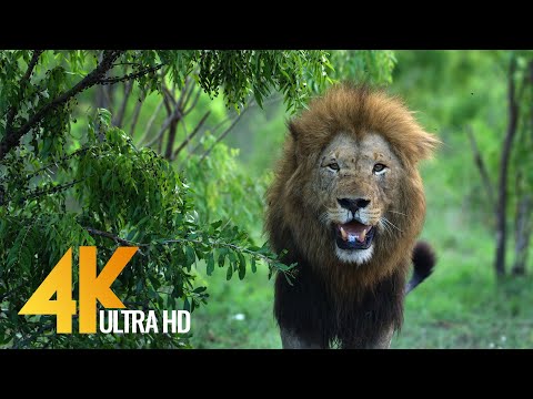 Youtube: 4K African Wildlife | African Nature Showreel 2017 by Robert Hofmeyr