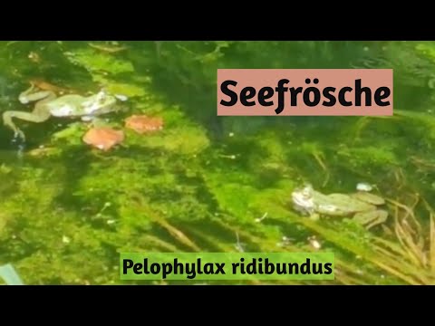 Youtube: Seefrösche Pelophylax ridibundus