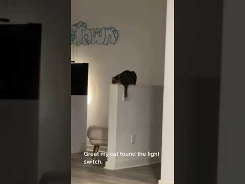 Youtube: Great... this cat found the light switch #youtubeshorts #shorts #viral