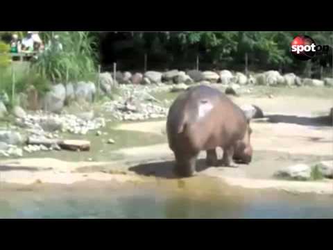 Youtube: Nilpferd lässt rekordverdächtigen Furz