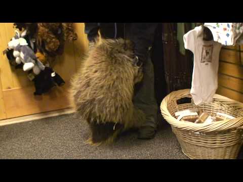 Youtube: Porcupine who thinks he is a puppy!