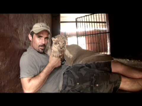 Youtube: Kevin Richardson, a very special Lioness, & her Cubs