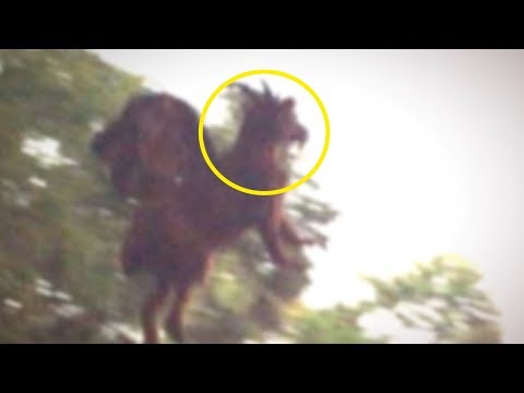 Youtube: 5 Most Mysterious Creatures Caught in America!