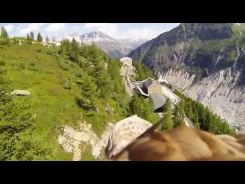 Youtube: Ein Flug mit einem Adler