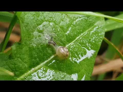 Youtube: junge bänderschnecke trinkt regen 2