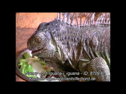 Youtube: Reptilienhilfe-Nord.de - Abgabetier - Iguana iguana - Grüner Leguan