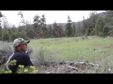 Youtube: Mountain Lion Scream