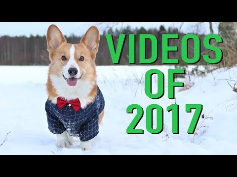 Youtube: REWIND 2017 - Topi the Corgi