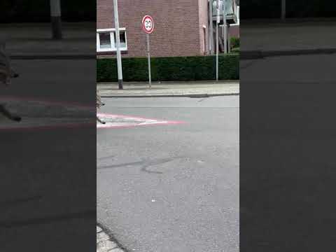Youtube: Wolf in Stadt Lohne